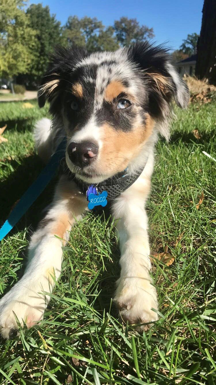 Rocco - The Dog Days of Summer